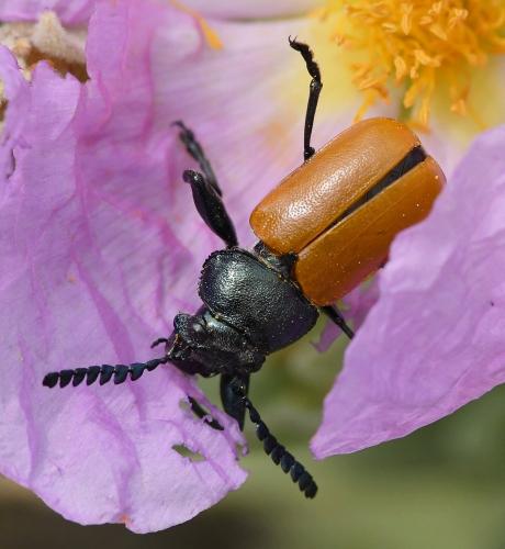 Réf. 227 515 : Labidostomis taxicornis